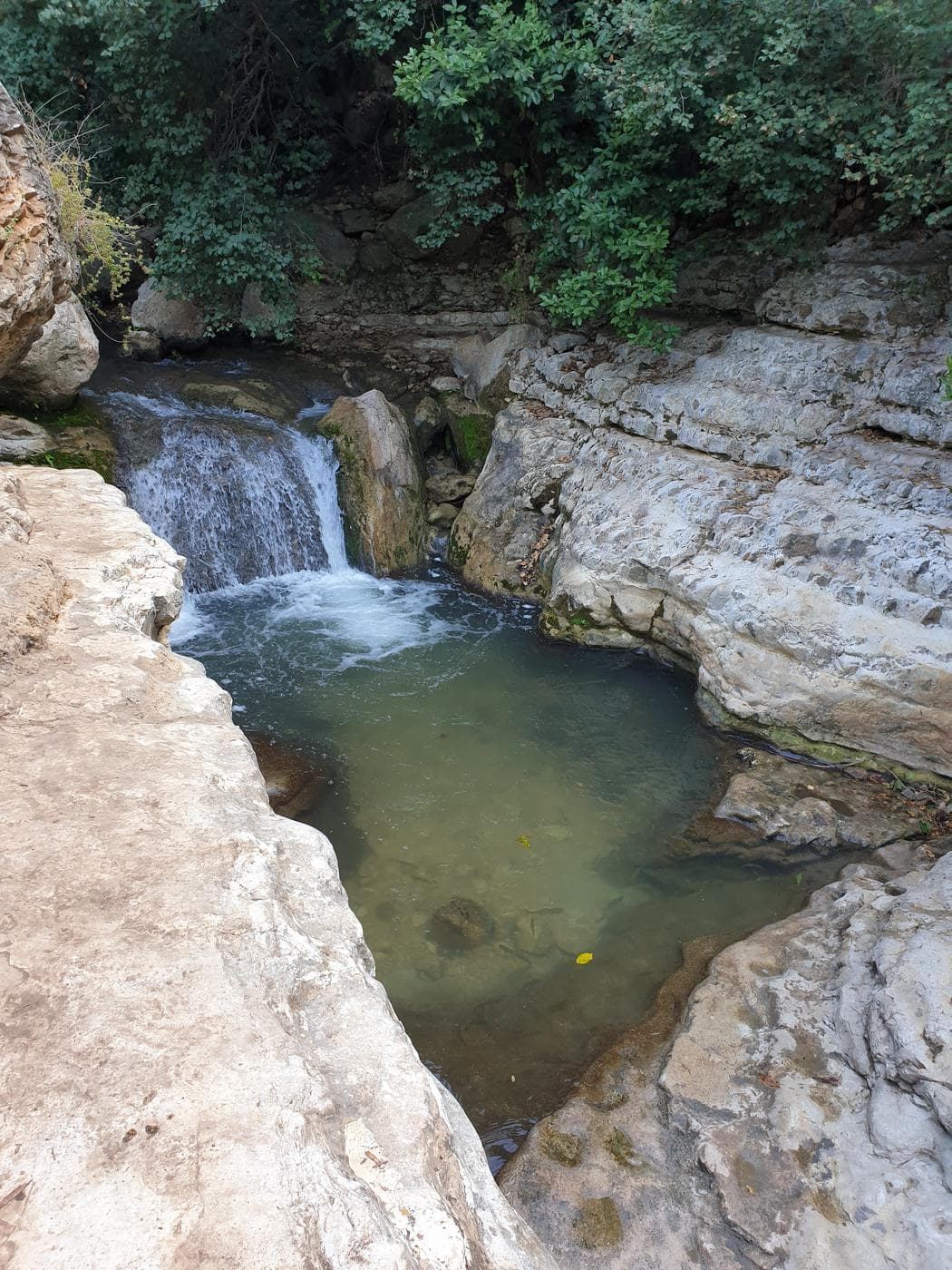 בריכת הדולבים – נחל כזיב, פארק גורן - תמונה 8