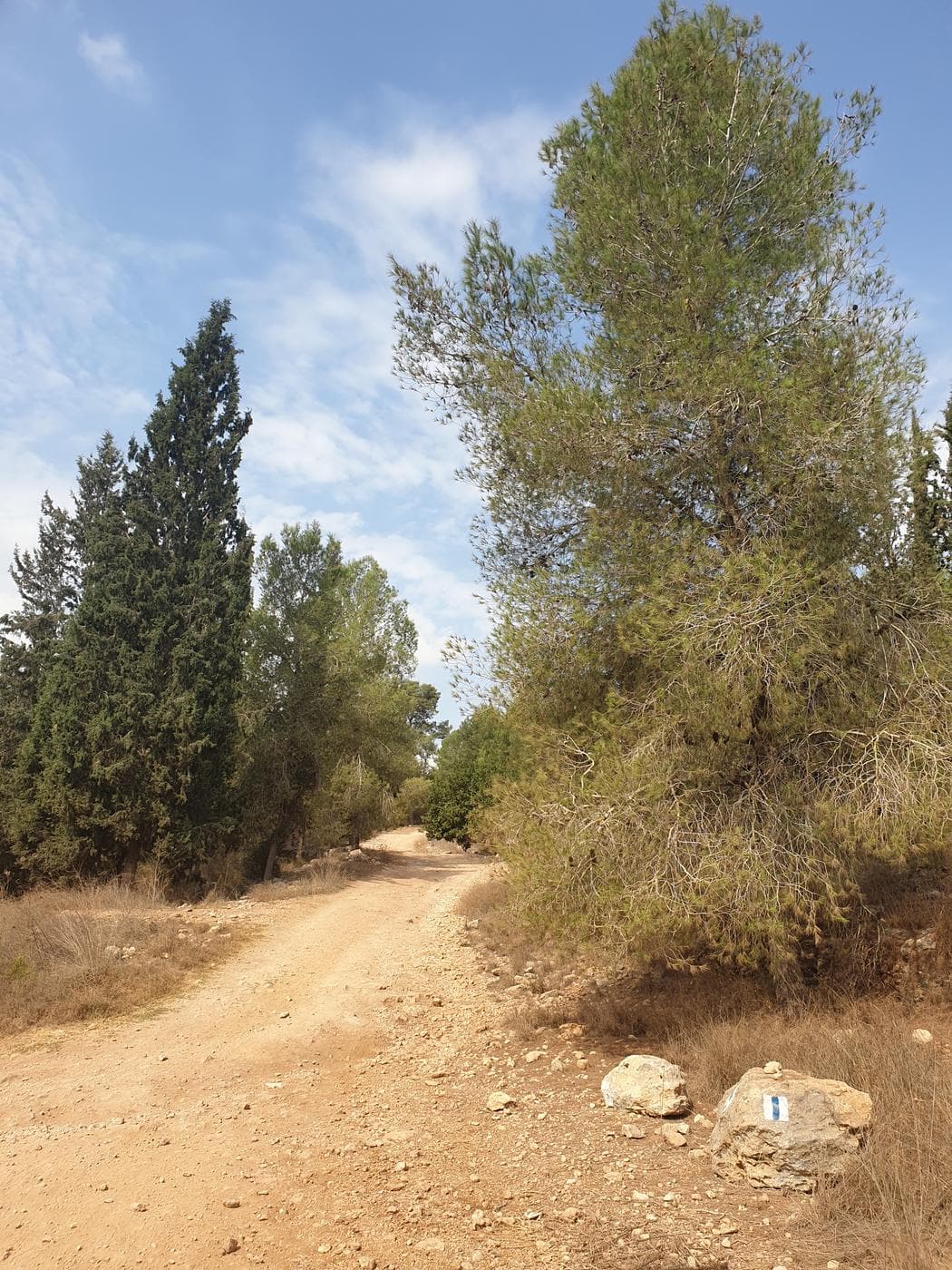 המסלול ביער חורשים - תמונה 3