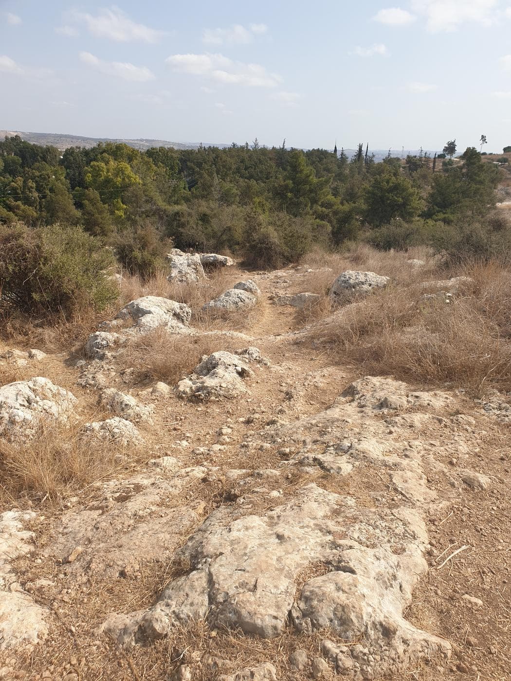 המסלול ביער חורשים - תמונה 8
