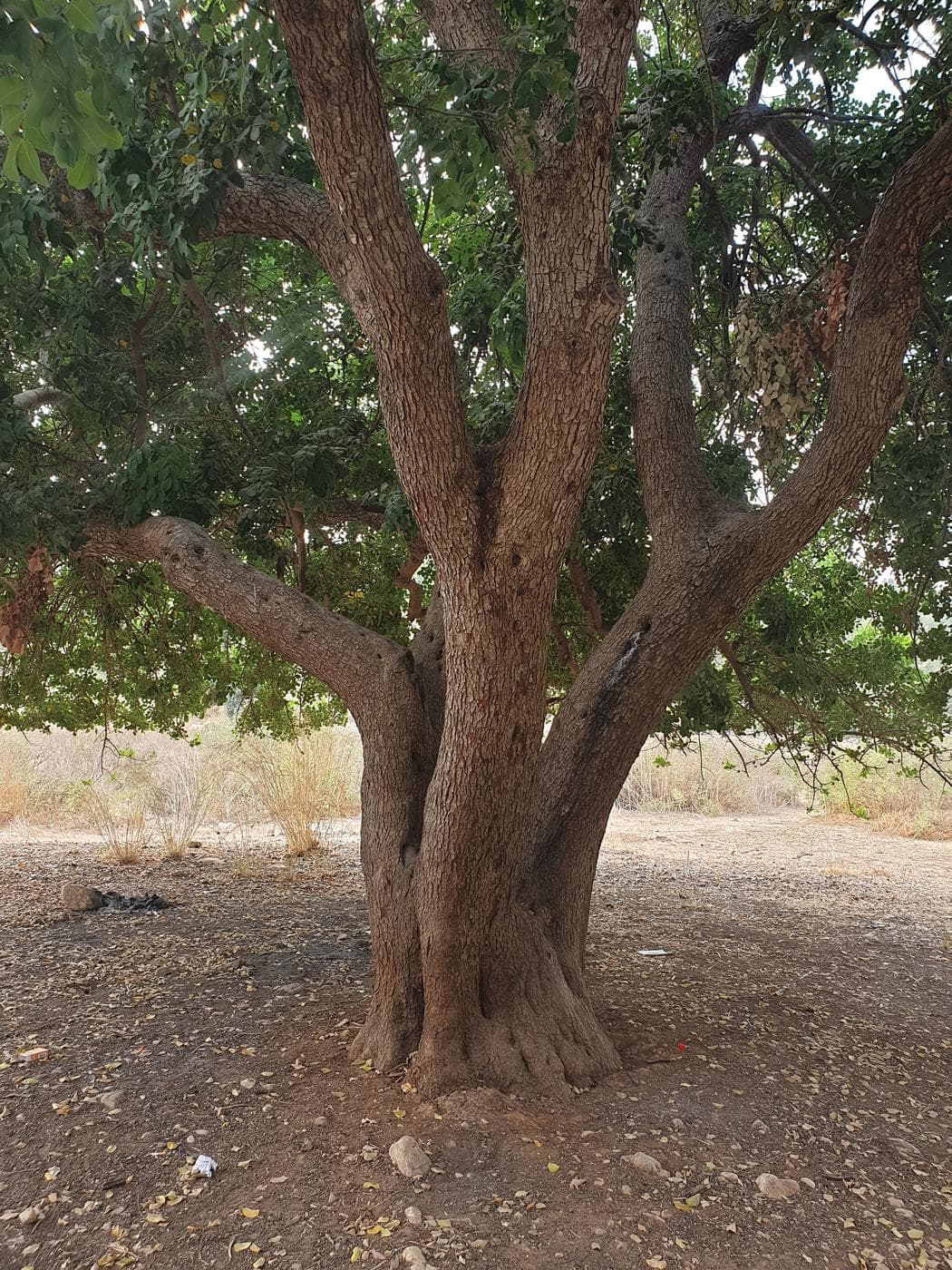 המסלול ביער חורשים - תמונה 12