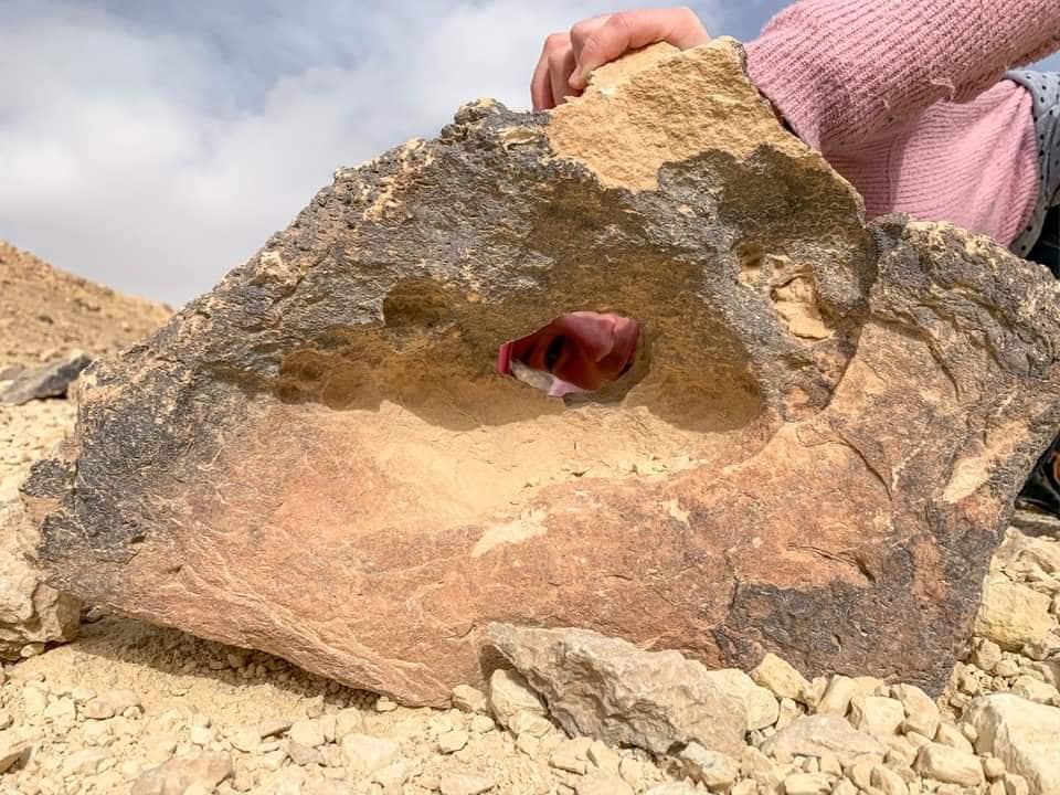 הסנפיר הקטן