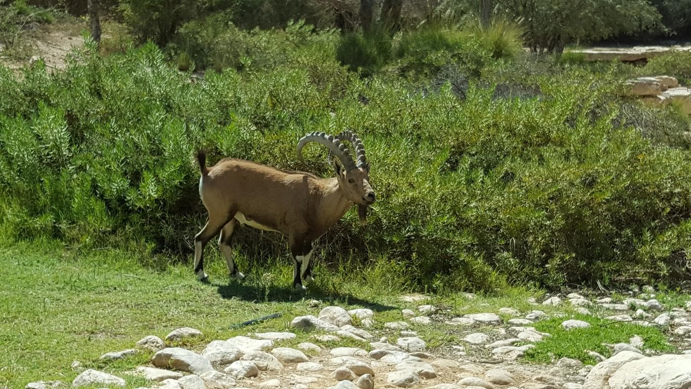 הר צין – ההר הדרמטי של הנגב - תמונה מהטיול