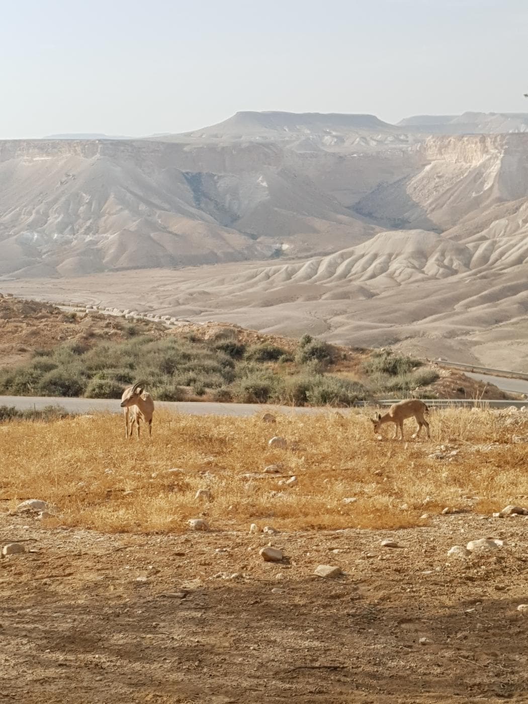 הר צין – ההר הדרמטי של הנגב - תמונה 5