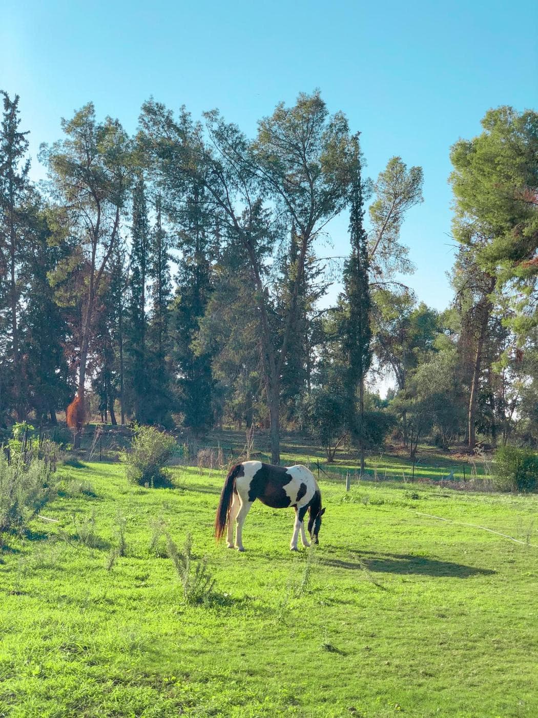 התחנה בנחל שורק - תמונה 8