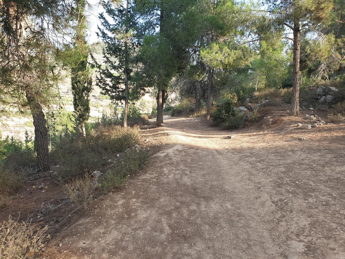 יד קנדי ושביל המעיינות ביער עמינדב - תמונה 6
