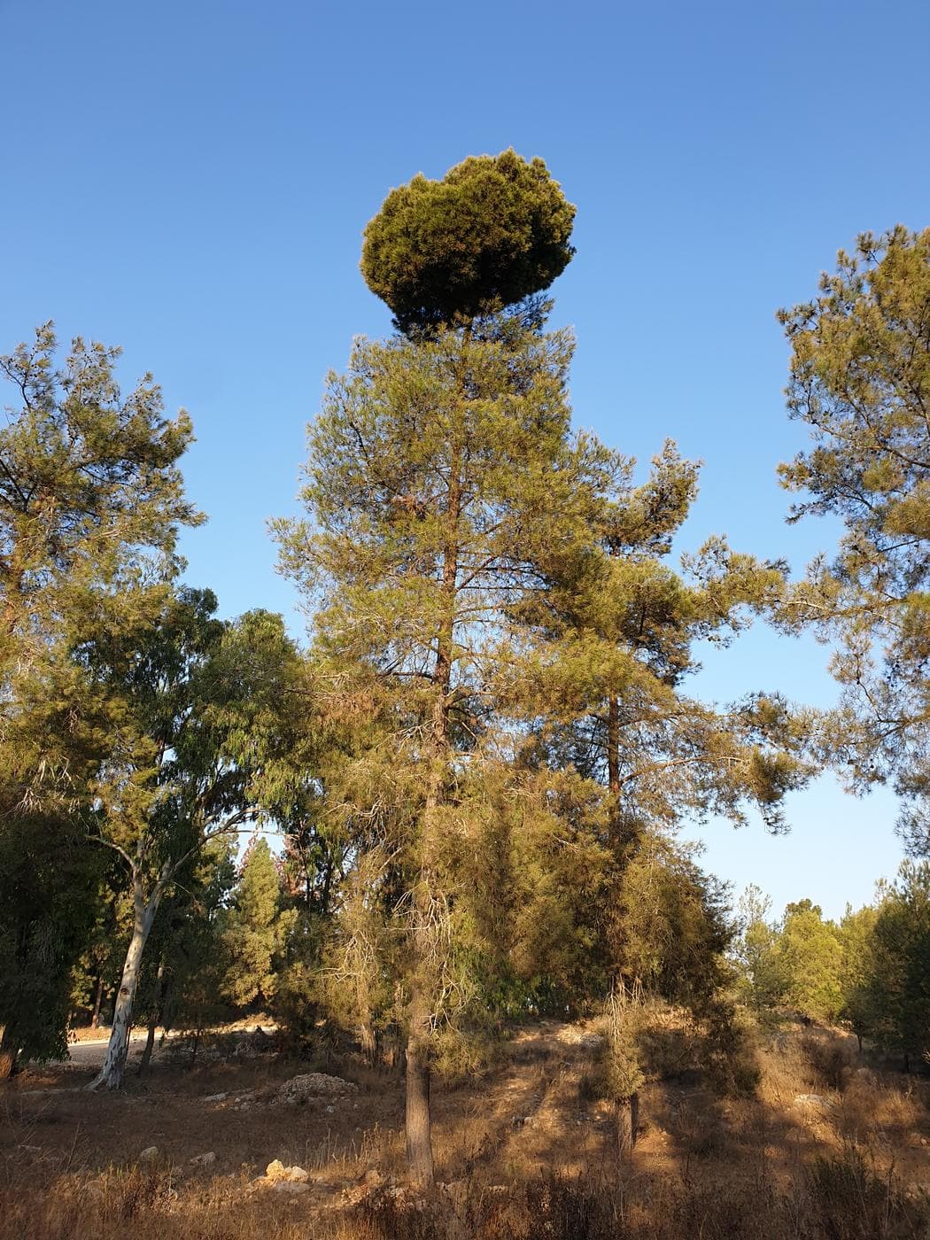 יער קולה - תמונה 8