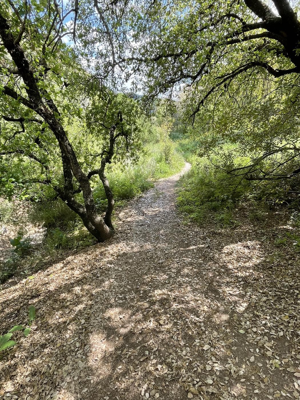 נחל מיצר – Wadi Meitzar, רמת הגולן - תמונה מהטיול