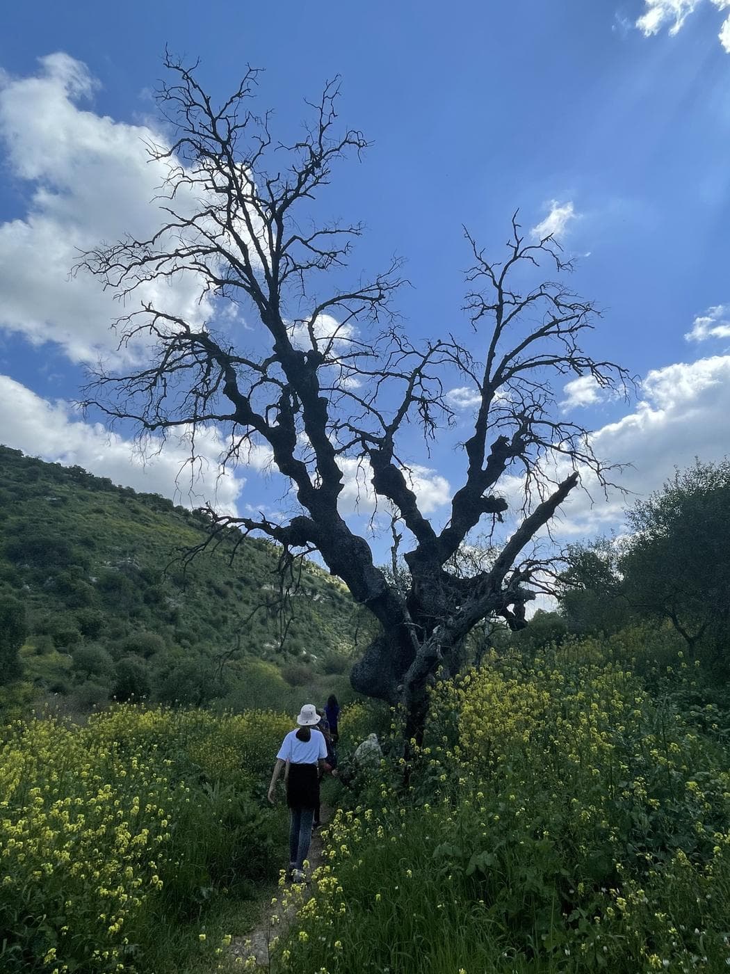 נחל מיצר – Wadi Meitzar, רמת הגולן - תמונה 5