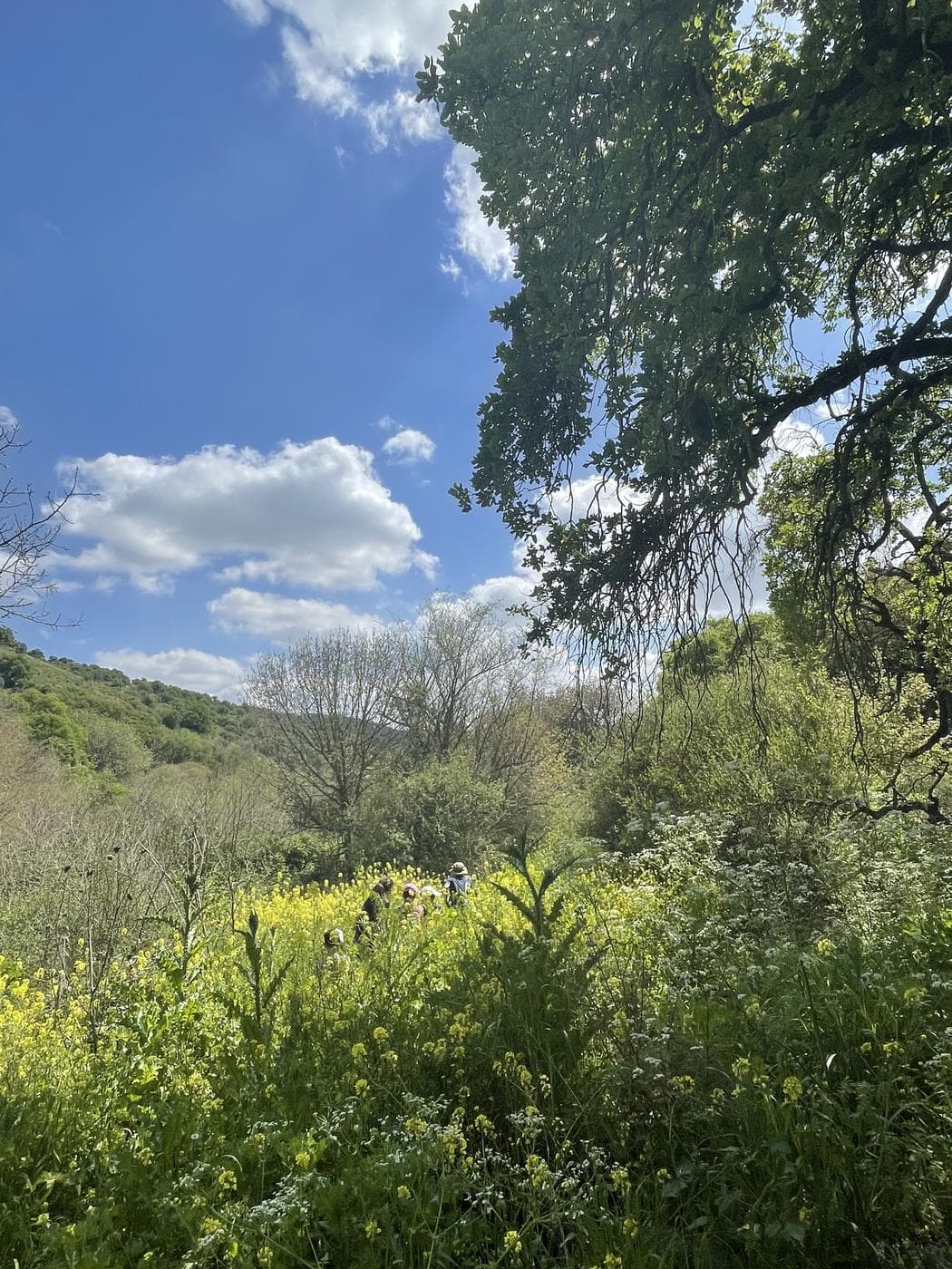 נחל מיצר – Wadi Meitzar, רמת הגולן - תמונה 7