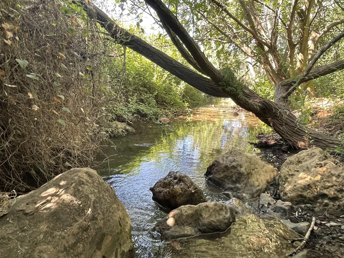 נחל צלמון – טחנות קמח ובריכות, גליל תחתון
