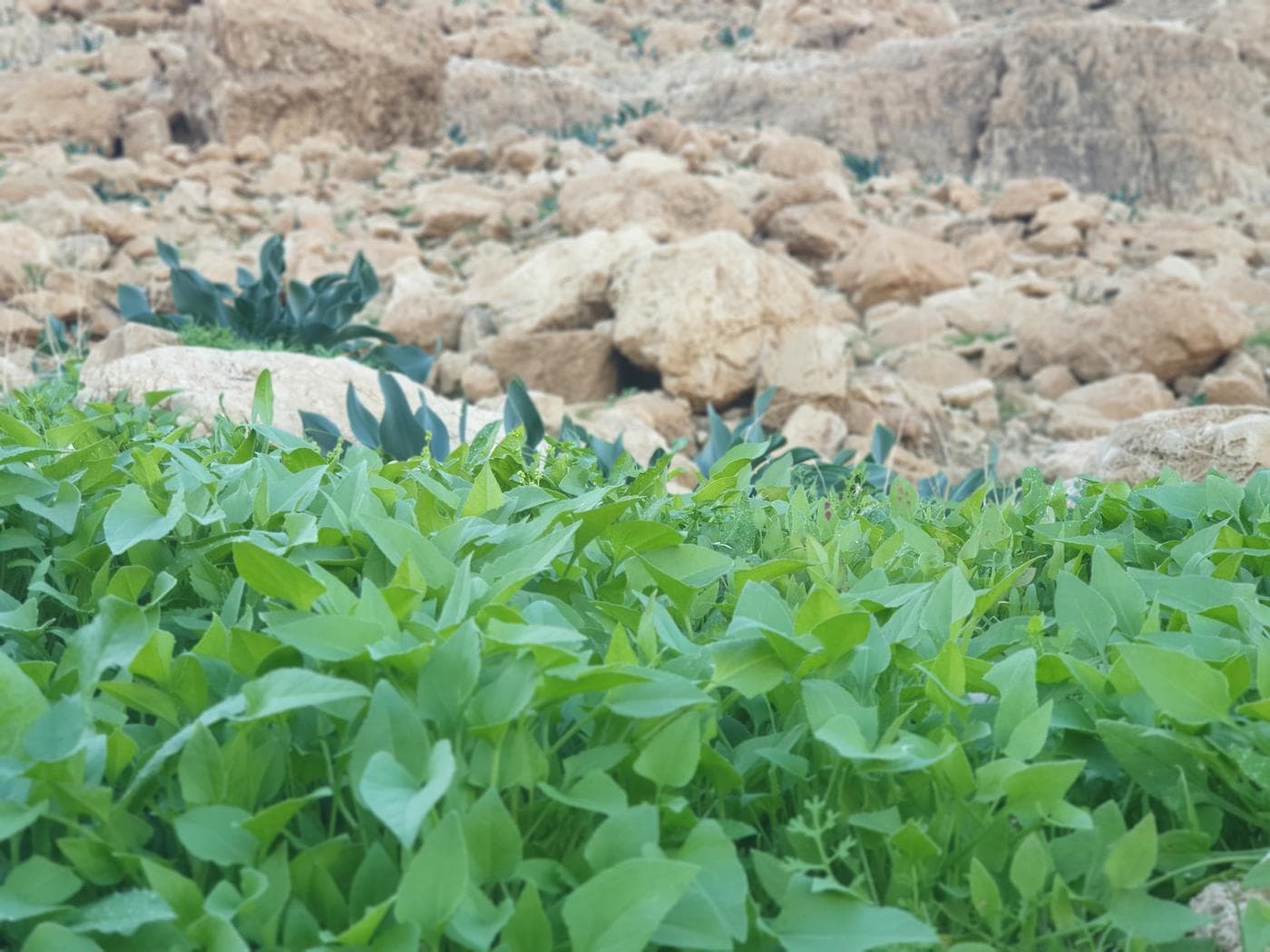 עיינות צוקים – שמורת הטבע הנמוכה בעולם - תמונה 6