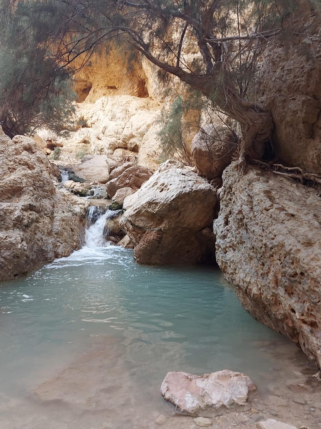 עין בוקק – ים המלח