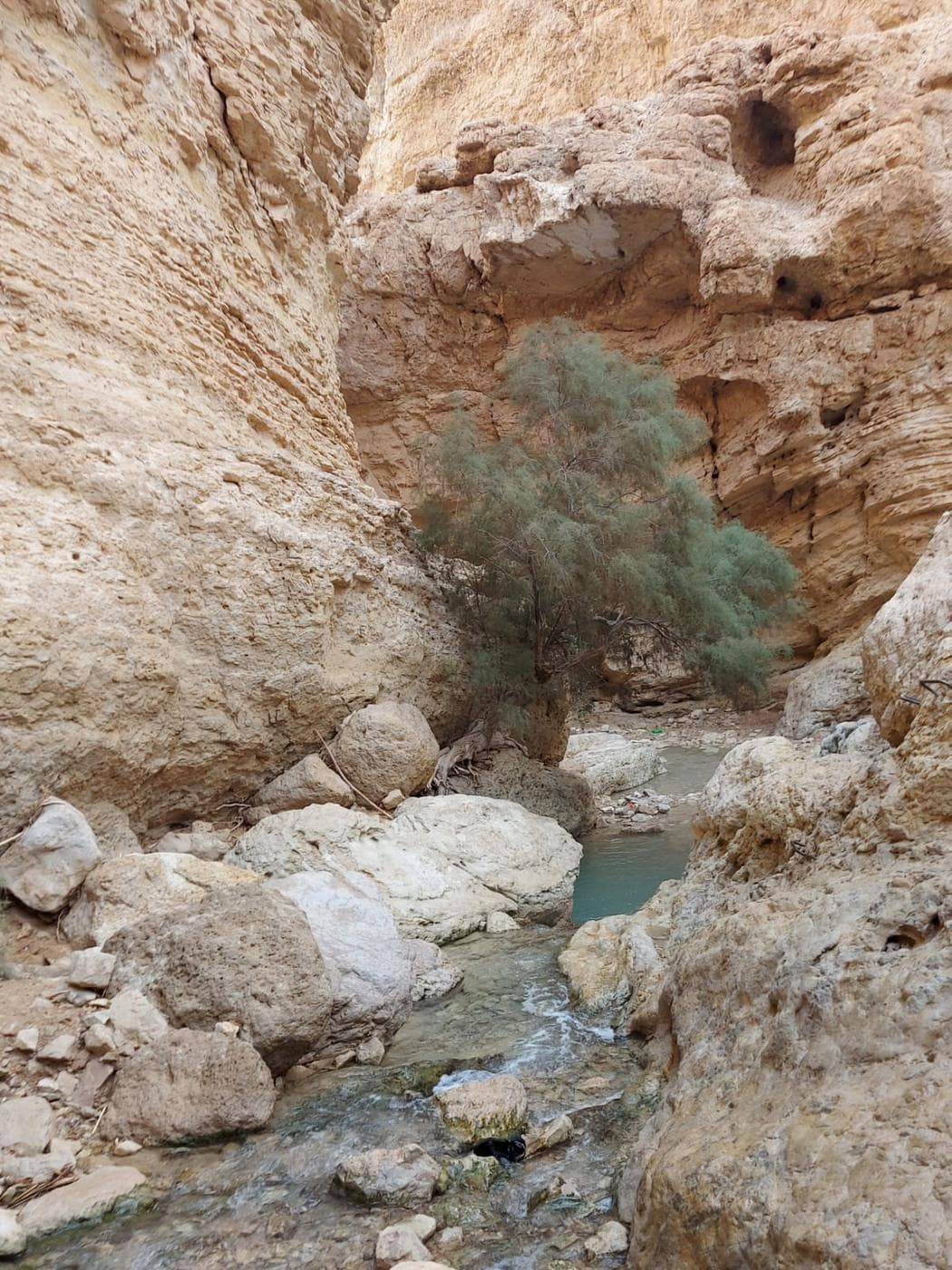 עין בוקק – ים המלח - תמונה 3
