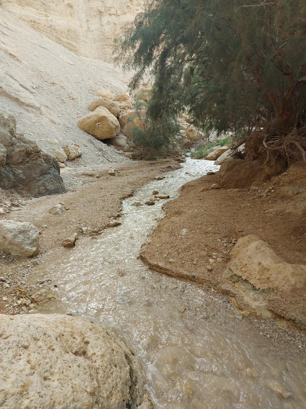 עין בוקק – ים המלח - תמונה 4
