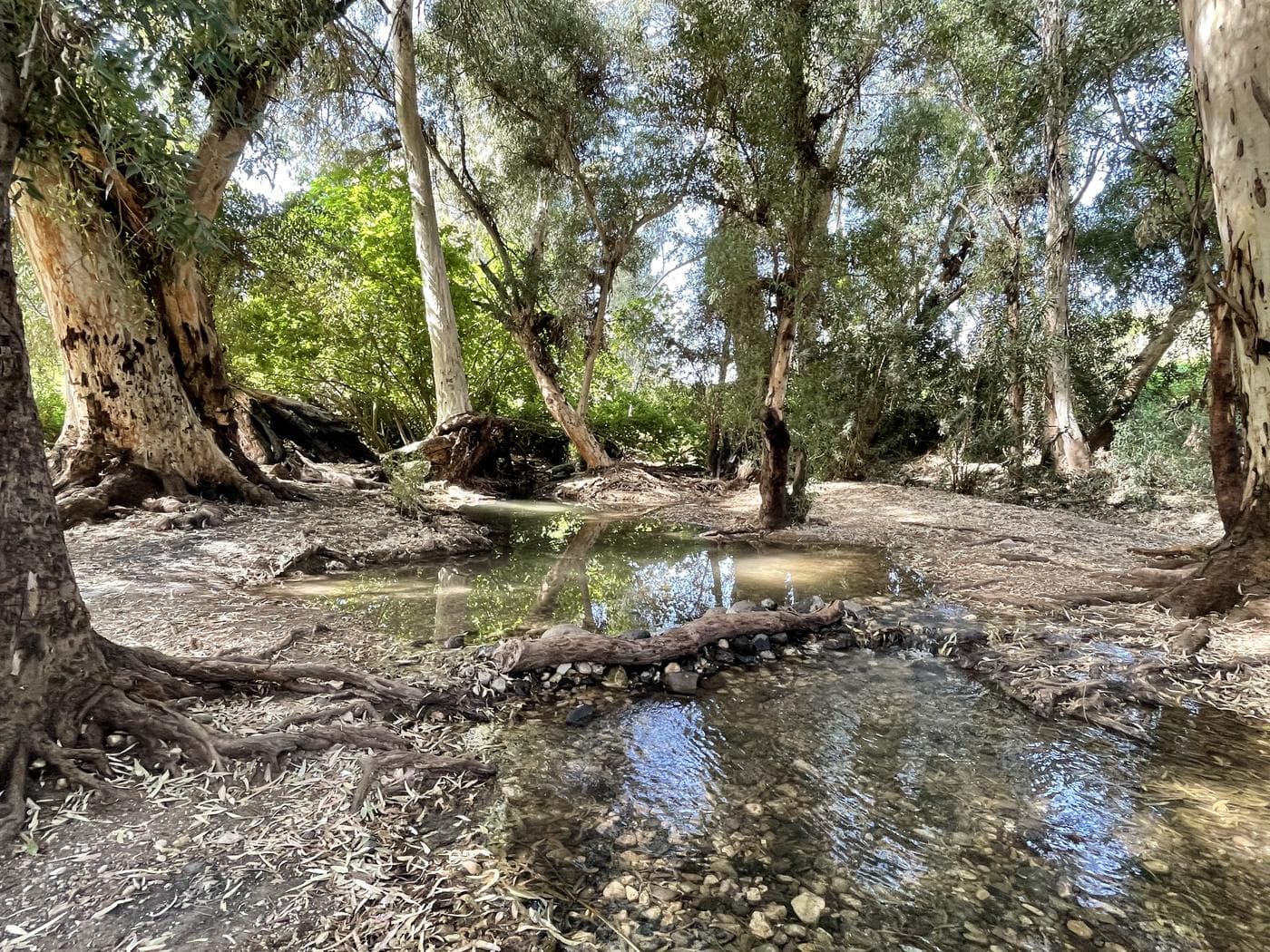 עין ירדה – נחל מחניים, גליל עליון - תמונה 4