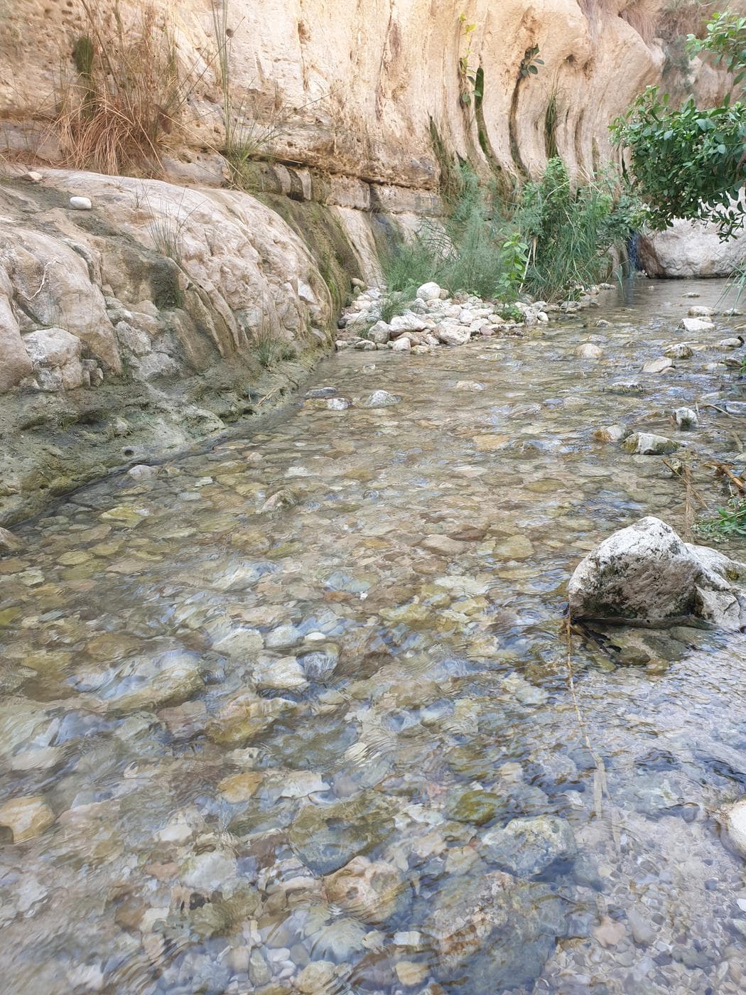 נחל ערוגות – שמורת עין גדי - תמונה 3