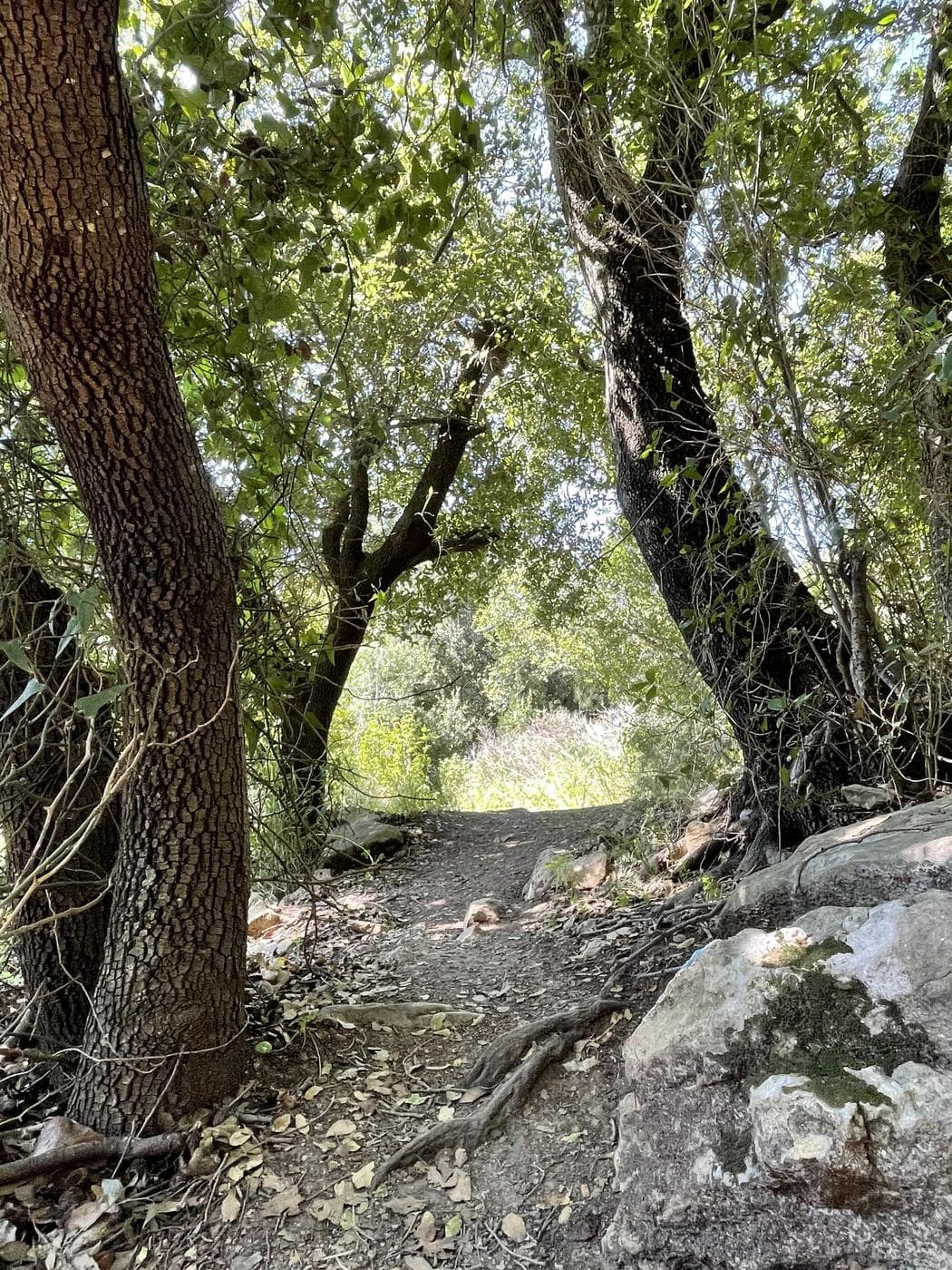 סובב משמר הכרמל – נחל אורן - תמונה 5