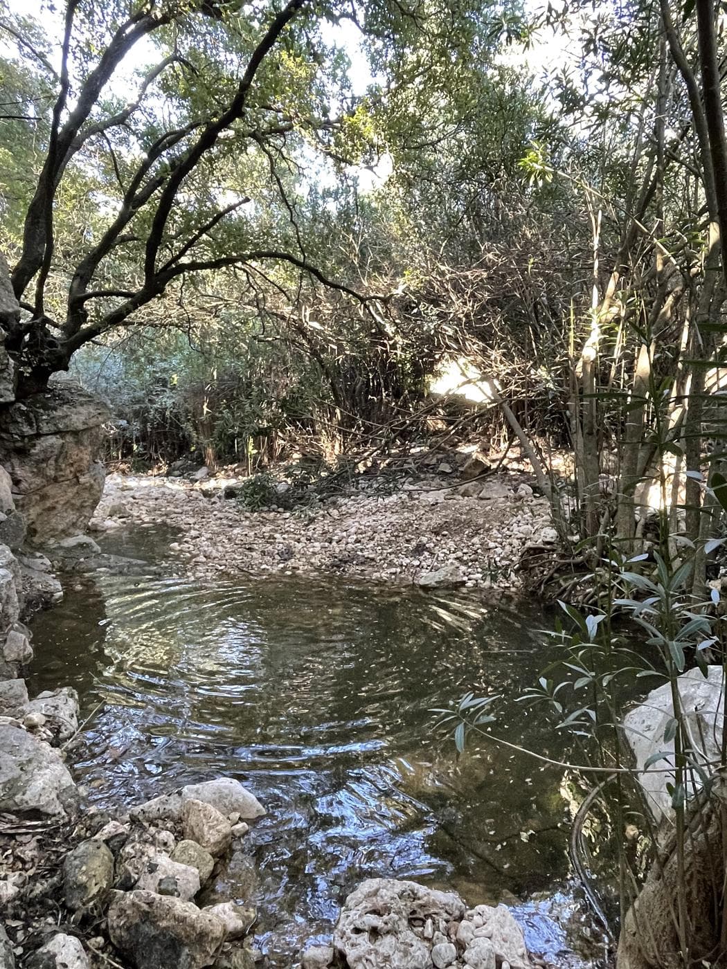 עין אלון – נחל אורן, לב הכרמל - תמונה 7